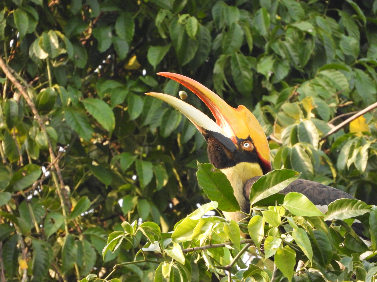 spotting the hornbill at manas national park