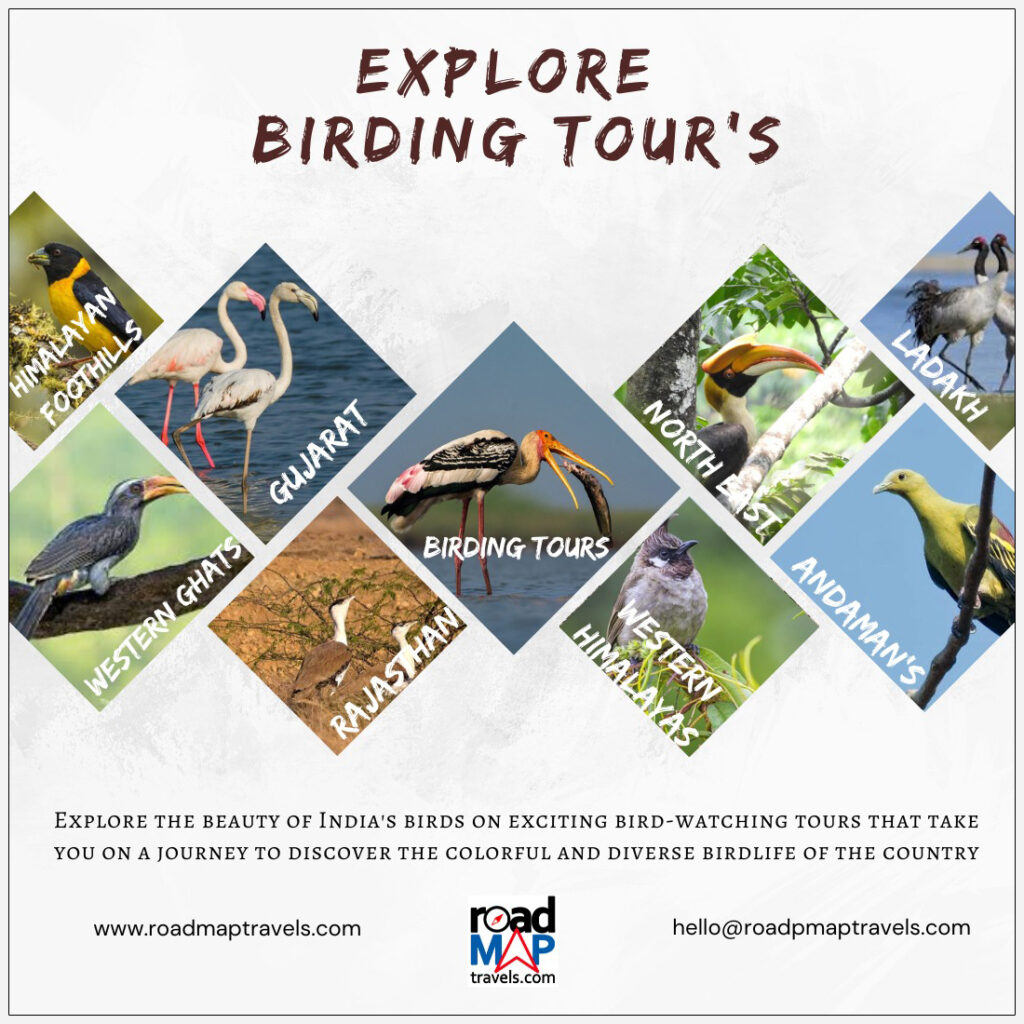 birding tours