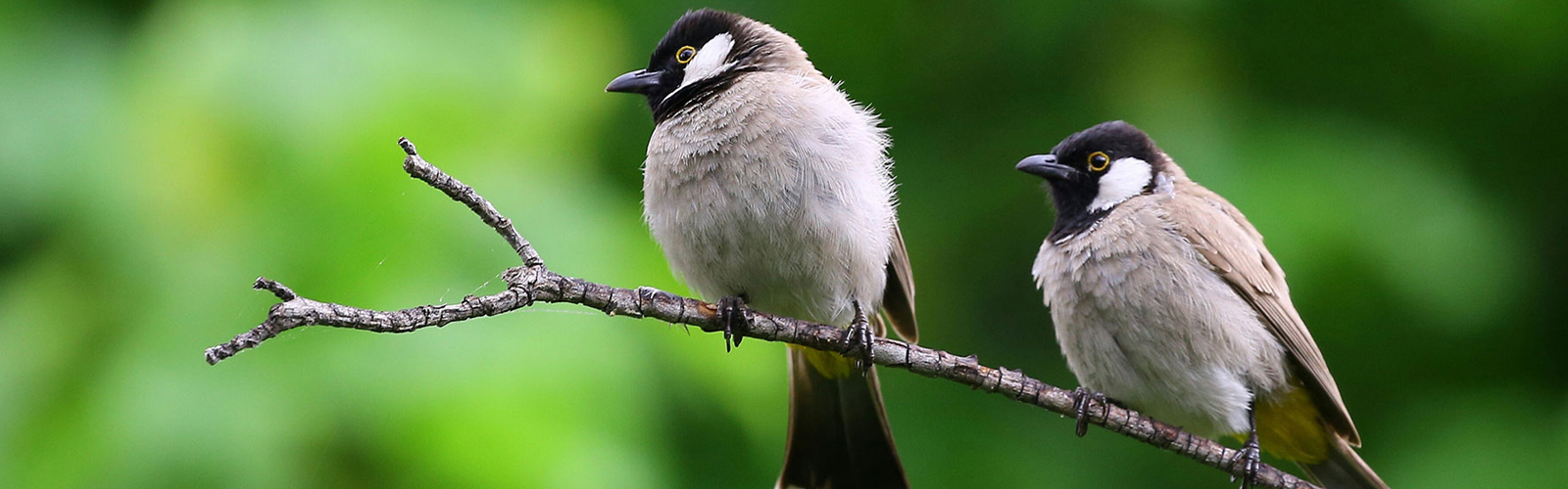 bird-watching-banner pic