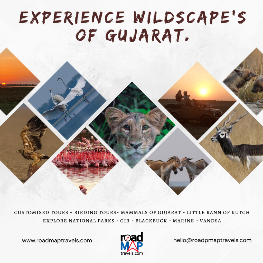 gujarat wildscape trip package