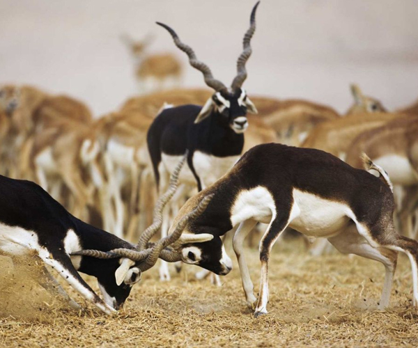 blackbuck wild life