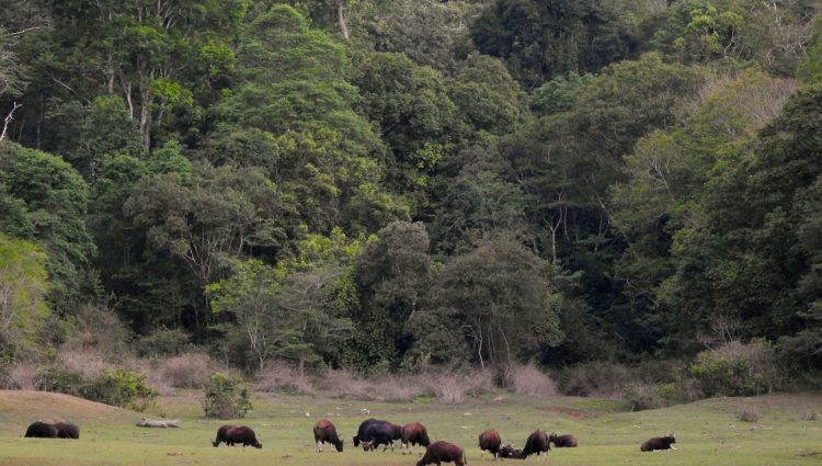 A view inside nation park